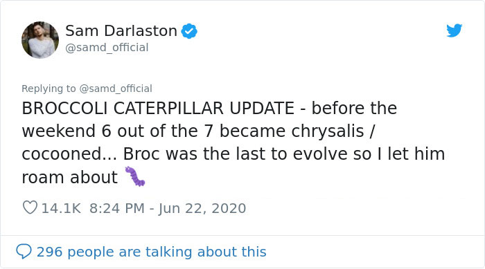 Guy Finds Caterpillars In Tesco Broccoli, Decides To Raise Them Into Butterflies And Documents The Entire Process Guy Finds Caterpillars In Tesco Broccoli, Decides To Raise Them Into Butterflies And Documents The Entire Process