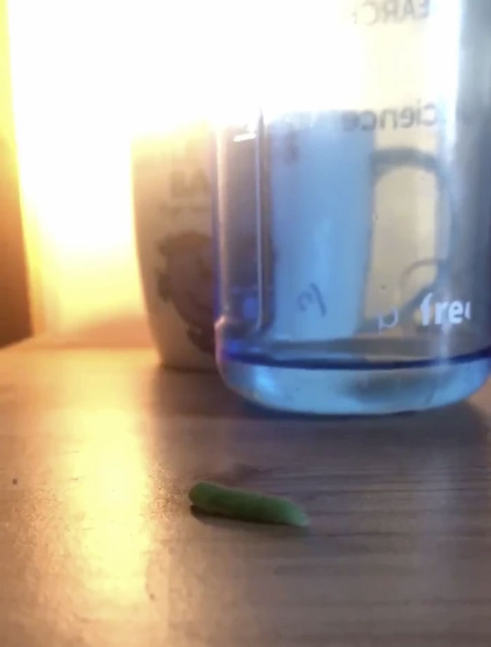 Guy Finds Caterpillars In Tesco Broccoli, Decides To Raise Them Into Butterflies And Documents The Entire Process Guy Finds Caterpillars In Tesco Broccoli, Decides To Raise Them Into Butterflies And Documents The Entire Process