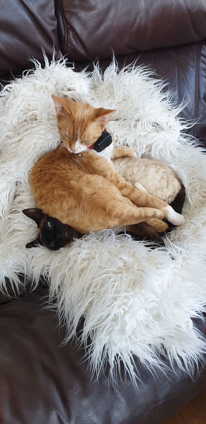 Hey Pandas, Share The Funniest Pic Of Your Cat (Closed)