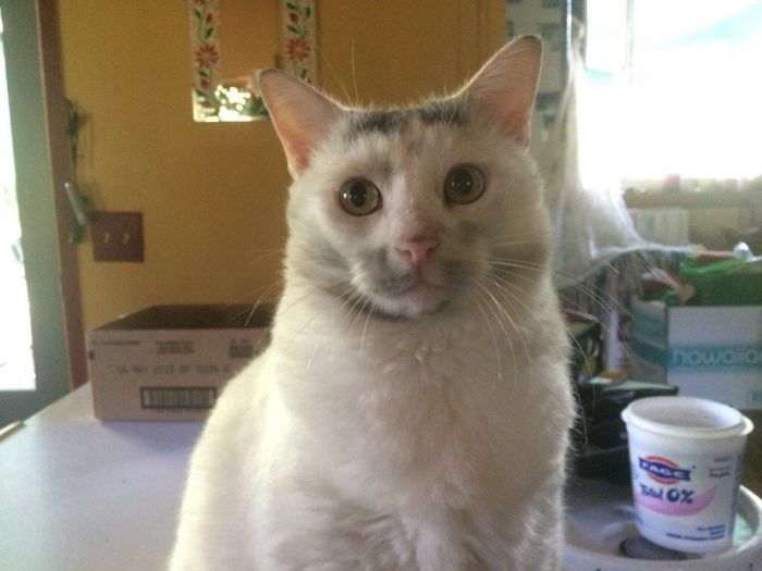 Hey Pandas, Share The Funniest Pic Of Your Cat (Closed)