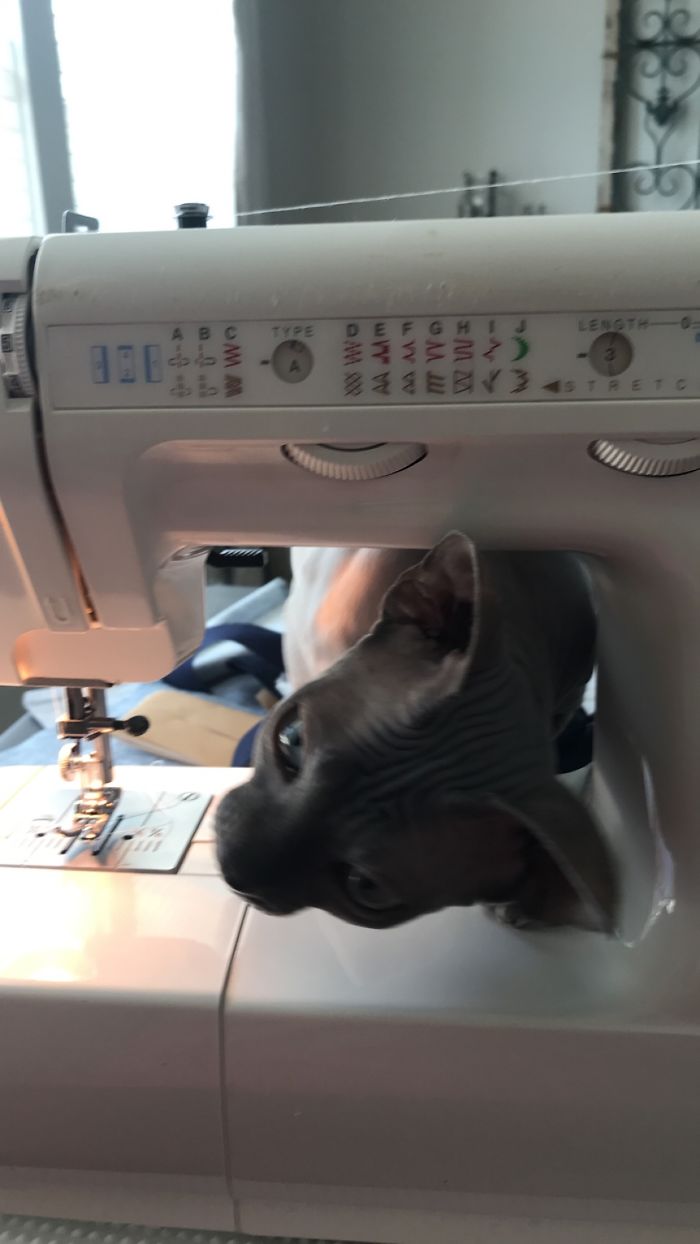 Hey Pandas, Share The Funniest Pic Of Your Cat (Closed)