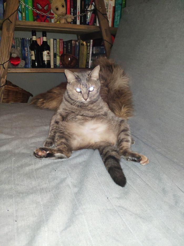 Hey Pandas, Share The Funniest Pic Of Your Cat (Closed)