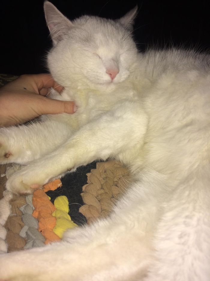 Hey Pandas, Share The Funniest Pic Of Your Cat (Closed)