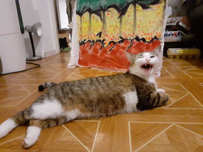 Hey Pandas, Share The Funniest Pic Of Your Cat (Closed)