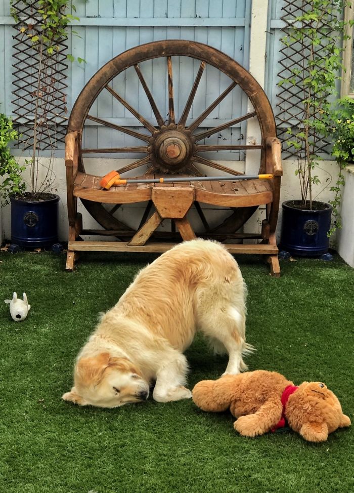 Hey Pandas, Share The Funniest Pic Of Your Dog (Ended) Hey Pandas, Share The Funniest Pic Of Your Dog (Ended)