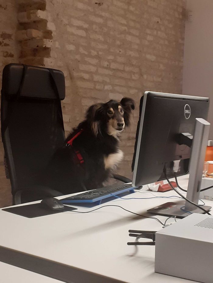 Hey Pandas, Share The Funniest Pic Of Your Dog (Ended) Hey Pandas, Share The Funniest Pic Of Your Dog (Ended)