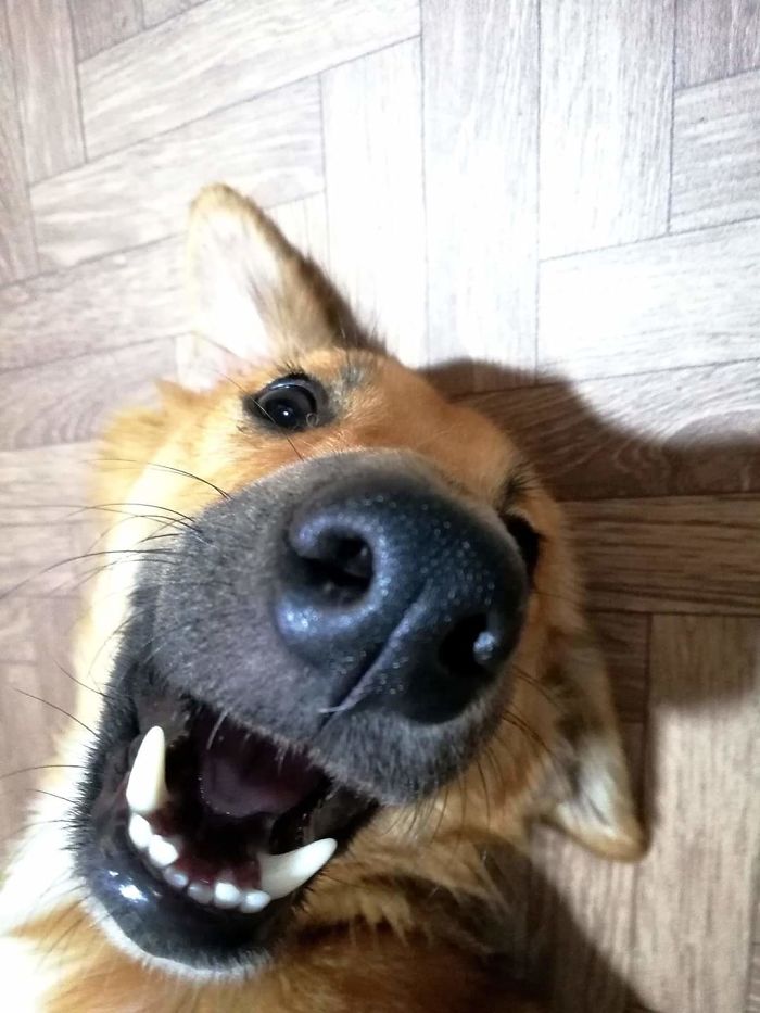 Hey Pandas, Share The Funniest Pic Of Your Dog (Ended) Hey Pandas, Share The Funniest Pic Of Your Dog (Ended)