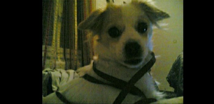 Hey Pandas, Share The Funniest Pic Of Your Dog (Ended) Hey Pandas, Share The Funniest Pic Of Your Dog (Ended)