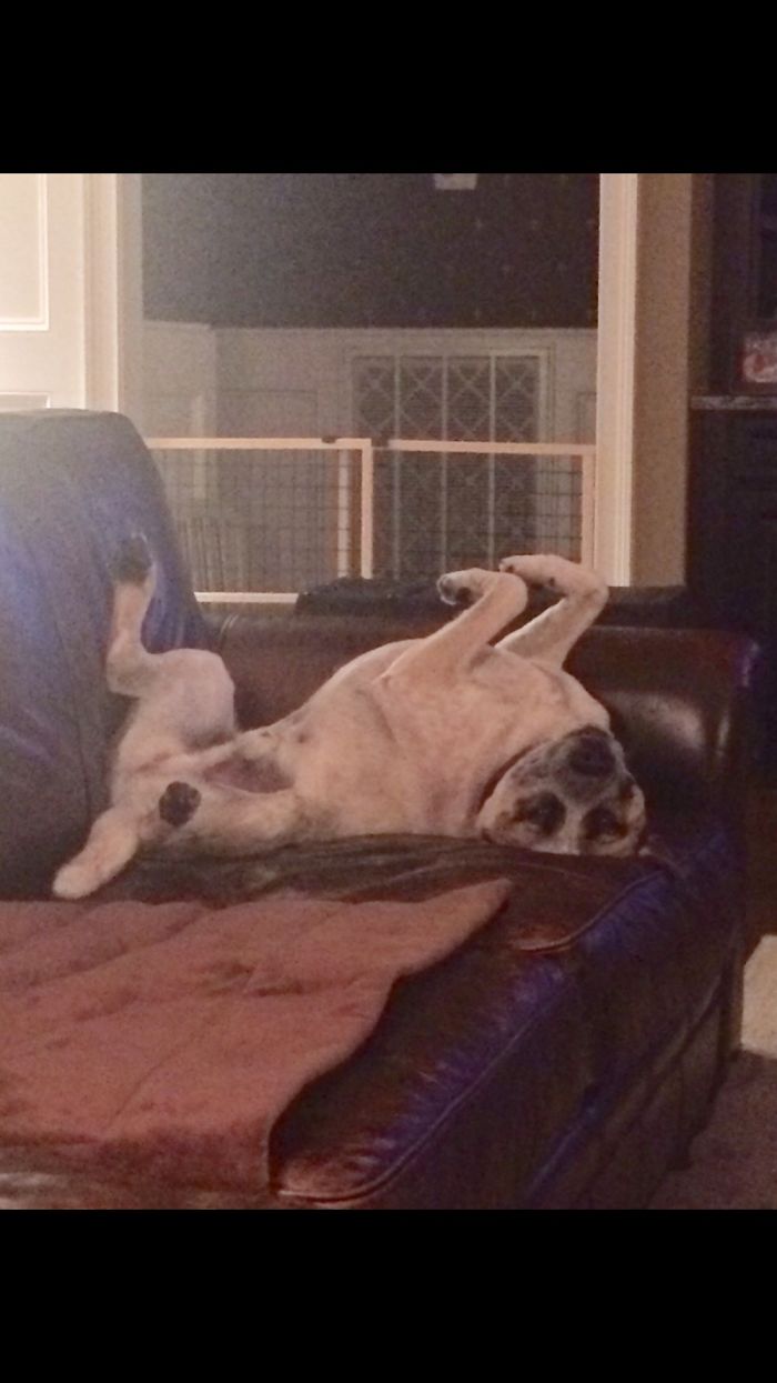 Hey Pandas, Share The Funniest Pic Of Your Dog (Ended) Hey Pandas, Share The Funniest Pic Of Your Dog (Ended)