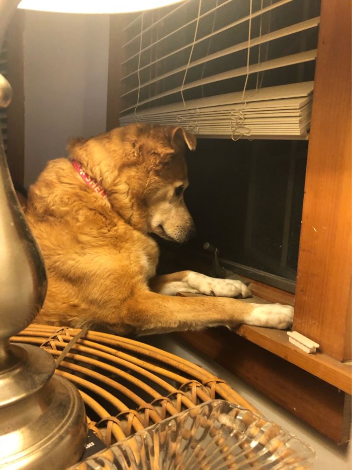 Hey Pandas, Share The Funniest Pic Of Your Dog (Ended) Hey Pandas, Share The Funniest Pic Of Your Dog (Ended)