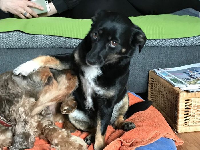 Hey Pandas, Share The Funniest Pic Of Your Dog (Ended) Hey Pandas, Share The Funniest Pic Of Your Dog (Ended)