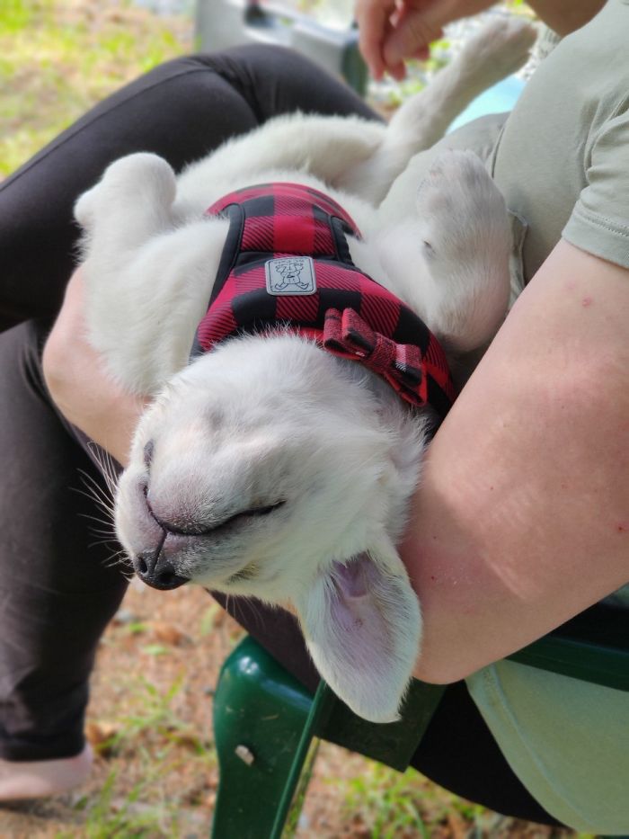 Hey Pandas, Share The Funniest Pic Of Your Dog (Ended) Hey Pandas, Share The Funniest Pic Of Your Dog (Ended)