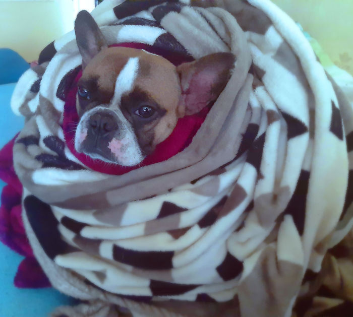 Hey Pandas, Share The Funniest Pic Of Your Dog (Ended)