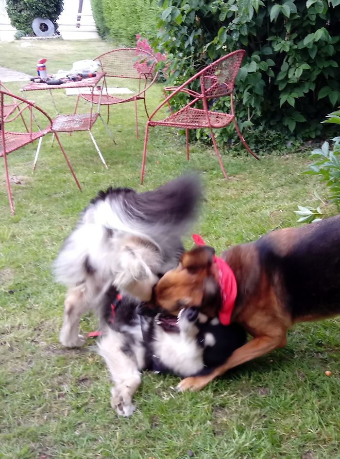 Hey Pandas, Share The Funniest Pic Of Your Dog (Ended) Hey Pandas, Share The Funniest Pic Of Your Dog (Ended)