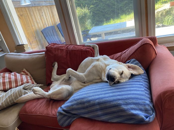 Hey Pandas, Share The Funniest Pic Of Your Dog (Ended) Hey Pandas, Share The Funniest Pic Of Your Dog (Ended)