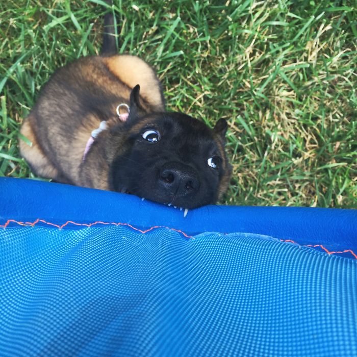 Hey Pandas, Share The Funniest Pic Of Your Dog (Ended) Hey Pandas, Share The Funniest Pic Of Your Dog (Ended)