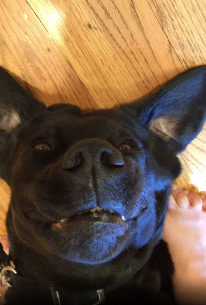 Hey Pandas, Share The Funniest Pic Of Your Dog (Ended) Hey Pandas, Share The Funniest Pic Of Your Dog (Ended)