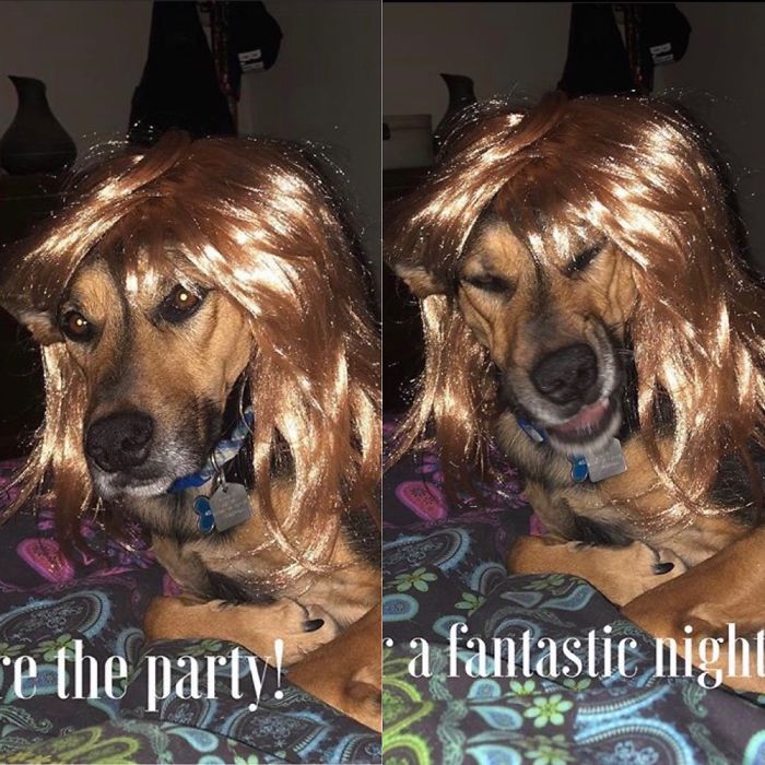 Hey Pandas, Share The Funniest Pic Of Your Dog (Ended) Hey Pandas, Share The Funniest Pic Of Your Dog (Ended)