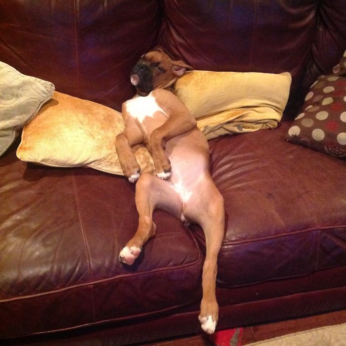 Hey Pandas, Share The Funniest Pic Of Your Dog (Ended) Hey Pandas, Share The Funniest Pic Of Your Dog (Ended)