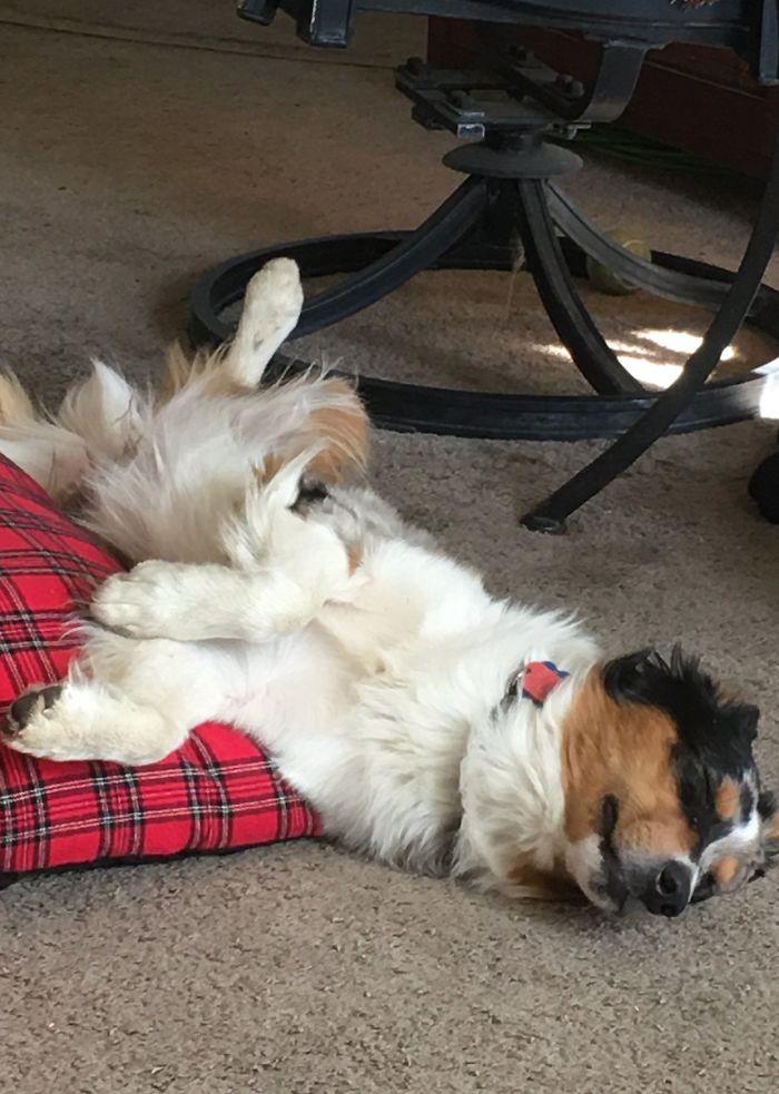 Hey Pandas, Share The Funniest Pic Of Your Dog (Ended) Hey Pandas, Share The Funniest Pic Of Your Dog (Ended)