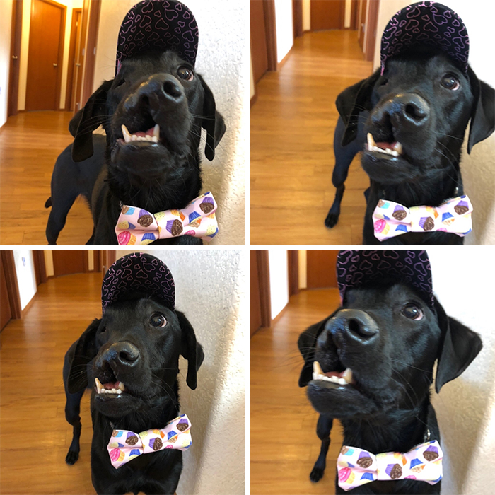 After A Successful Surgery, This Black Lab Born With A Cleft Lip And Cleft Palate Can Finally Enjoy Playing In Water