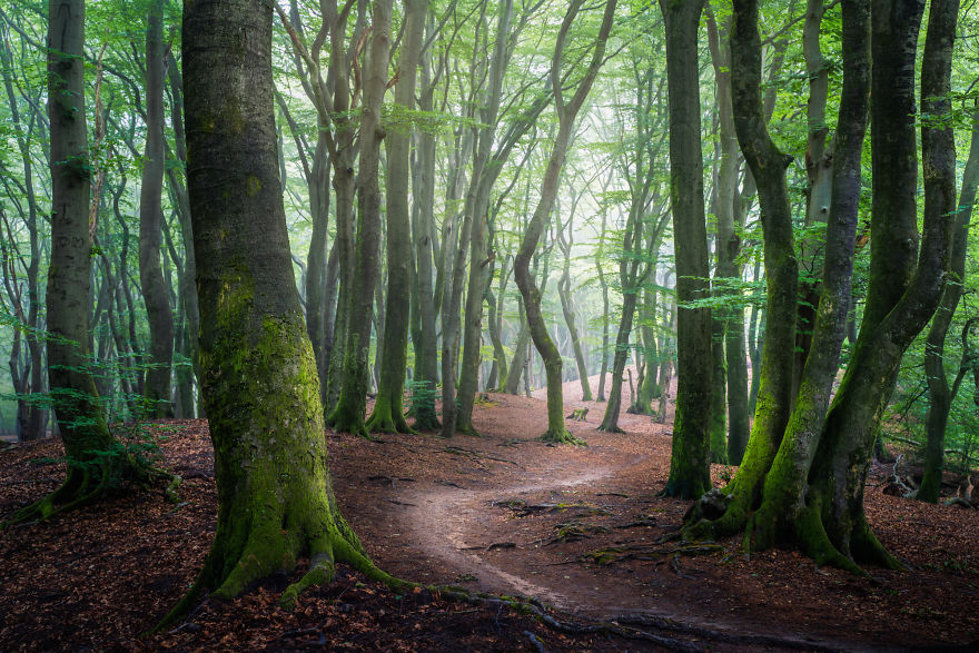 I Photographed The Same Forest For 7 Years During All Seasons