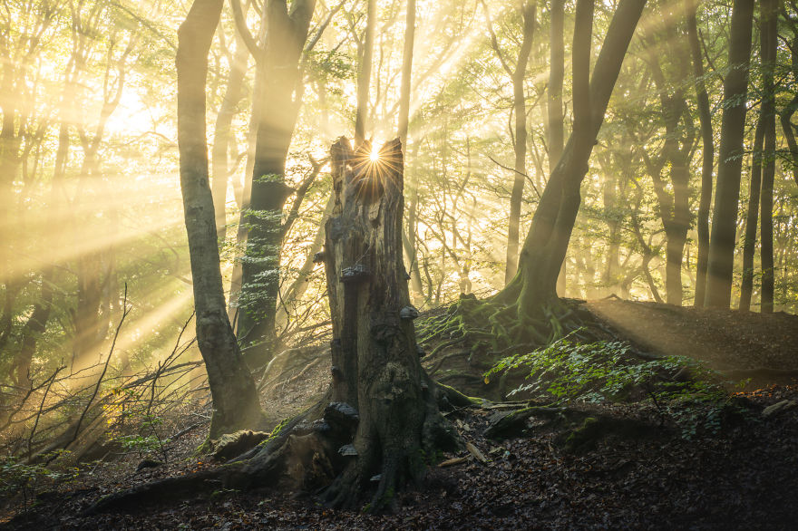 I Photographed The Same Forest For 7 Years During All Seasons