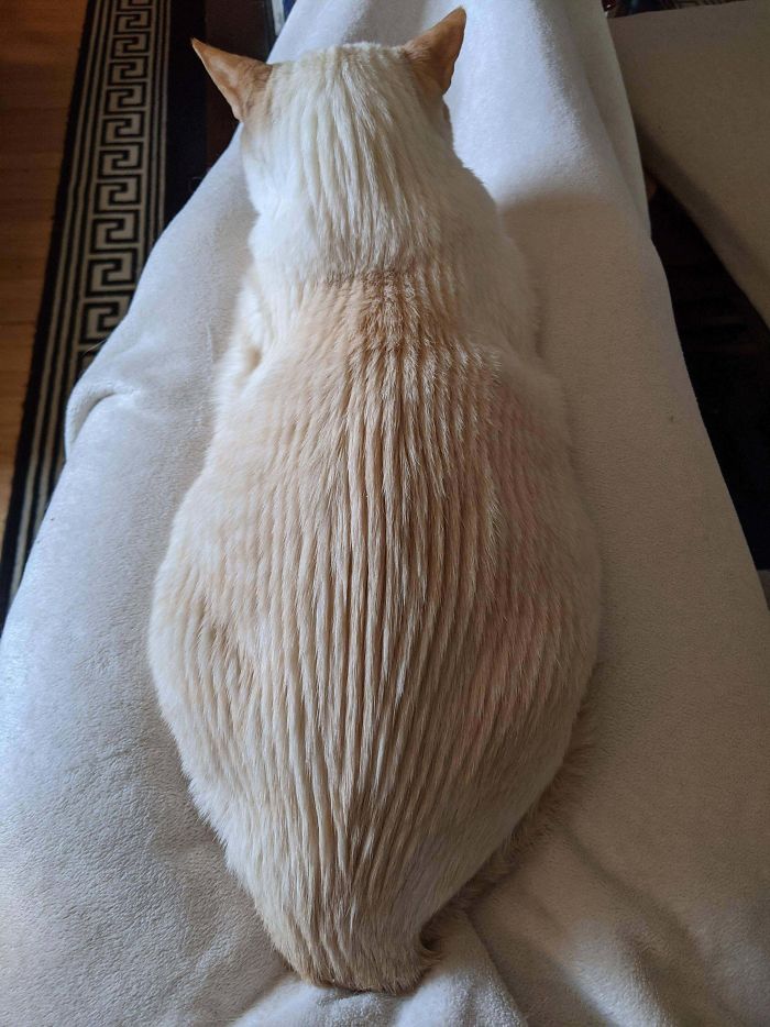 50 Of The Best Cat Posts That Are Impossible Not To Scroll Through (New Pics) 50 Of The Best Cat Posts That Are Impossible Not To Scroll Through (New Pics)