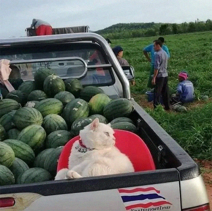Angry-Looking Cat Supervises Watermelons In Thailand And Is Loved By The Community