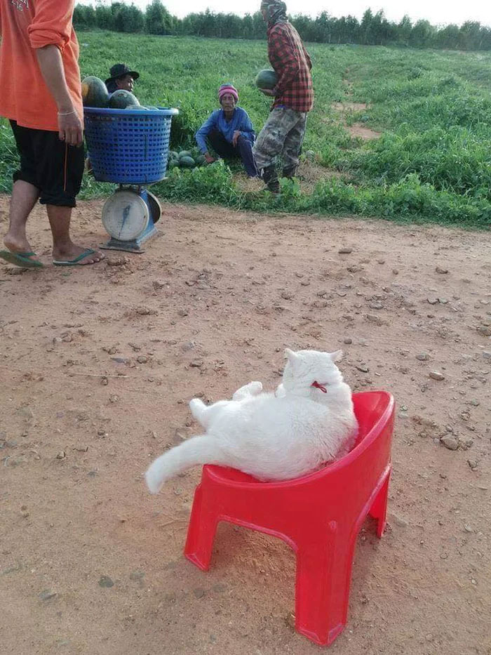 Angry-Looking Cat Supervises Watermelons In Thailand And Is Loved By The Community