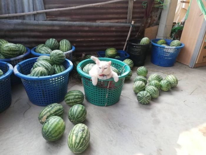 Angry-Looking Cat Supervises Watermelons In Thailand And Is Loved By The Community
