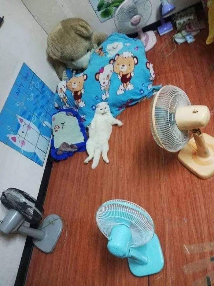 Angry-Looking Cat Supervises Watermelons In Thailand And Is Loved By The Community