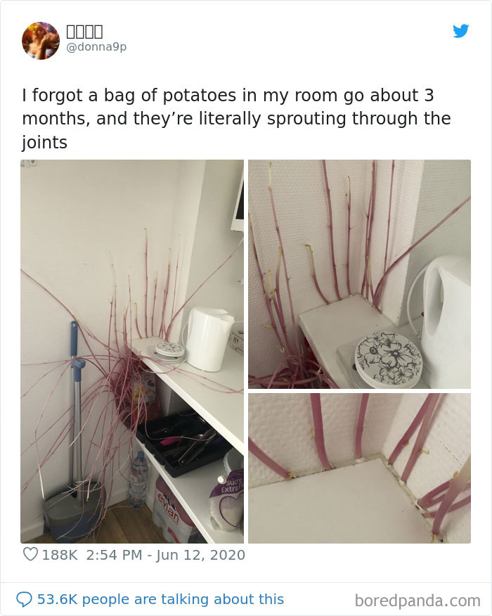 Student Returns To Her Home After Quarantine, Finds Potatoes Taking Over Her Kitchen, People Post Similar Pics Student Returns To Her Home After Quarantine, Finds Potatoes Taking Over Her Kitchen, People Post Similar Pics