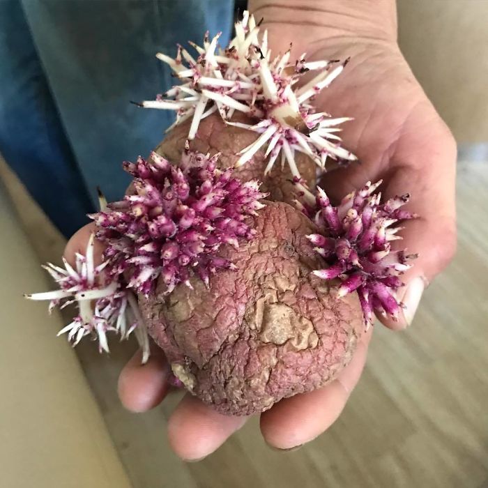 Student Returns To Her Home After Quarantine, Finds Potatoes Taking Over Her Kitchen, People Post Similar Pics Student Returns To Her Home After Quarantine, Finds Potatoes Taking Over Her Kitchen, People Post Similar Pics