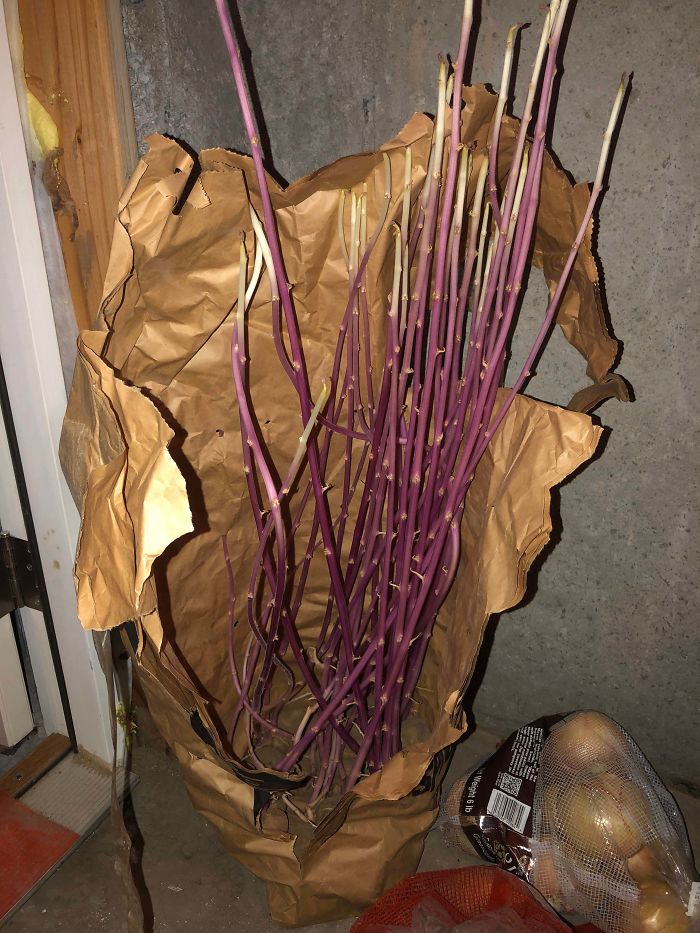Student Returns To Her Home After Quarantine, Finds Potatoes Taking Over Her Kitchen, People Post Similar Pics Student Returns To Her Home After Quarantine, Finds Potatoes Taking Over Her Kitchen, People Post Similar Pics