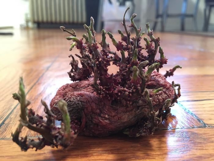 Student Returns To Her Home After Quarantine, Finds Potatoes Taking Over Her Kitchen, People Post Similar Pics Student Returns To Her Home After Quarantine, Finds Potatoes Taking Over Her Kitchen, People Post Similar Pics