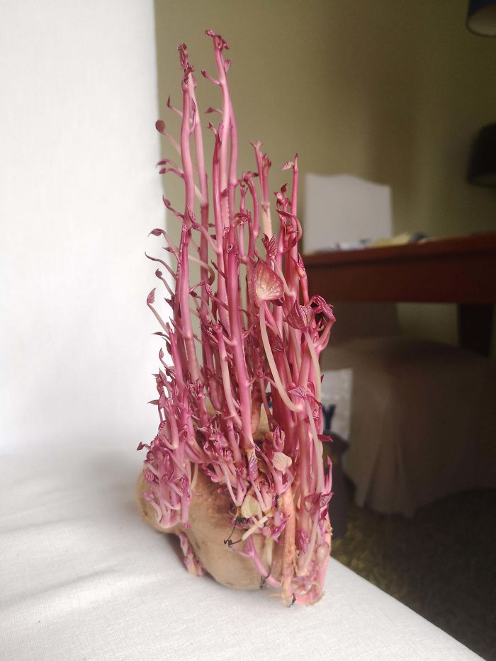 Student Returns To Her Home After Quarantine, Finds Potatoes Taking Over Her Kitchen, People Post Similar Pics Student Returns To Her Home After Quarantine, Finds Potatoes Taking Over Her Kitchen, People Post Similar Pics