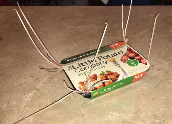 Student Returns To Her Home After Quarantine, Finds Potatoes Taking Over Her Kitchen, People Post Similar Pics Student Returns To Her Home After Quarantine, Finds Potatoes Taking Over Her Kitchen, People Post Similar Pics
