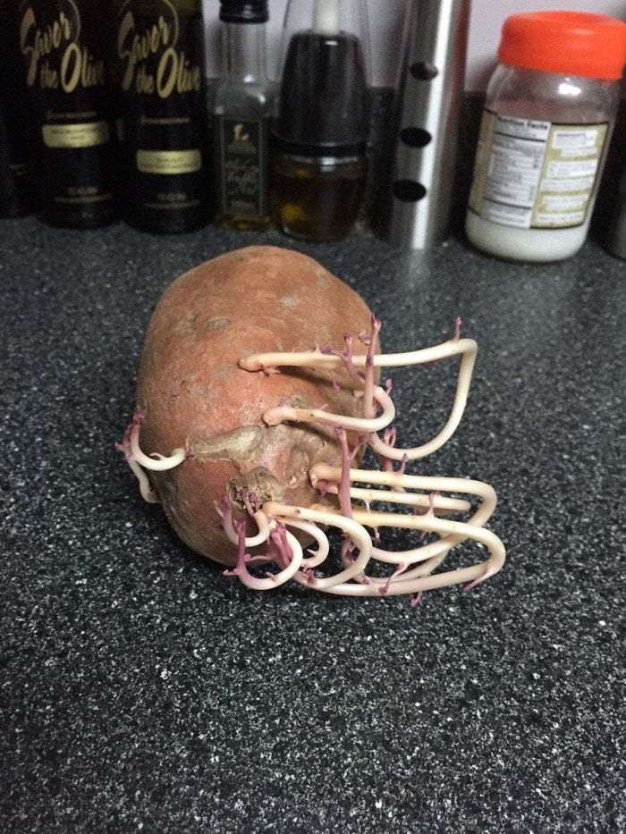 Student Returns To Her Home After Quarantine, Finds Potatoes Taking Over Her Kitchen, People Post Similar Pics Student Returns To Her Home After Quarantine, Finds Potatoes Taking Over Her Kitchen, People Post Similar Pics