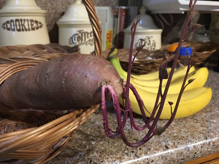 Student Returns To Her Home After Quarantine, Finds Potatoes Taking Over Her Kitchen, People Post Similar Pics Student Returns To Her Home After Quarantine, Finds Potatoes Taking Over Her Kitchen, People Post Similar Pics