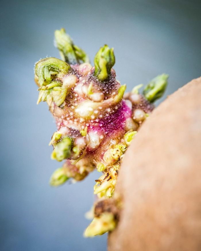Student Returns To Her Home After Quarantine, Finds Potatoes Taking Over Her Kitchen, People Post Similar Pics Student Returns To Her Home After Quarantine, Finds Potatoes Taking Over Her Kitchen, People Post Similar Pics