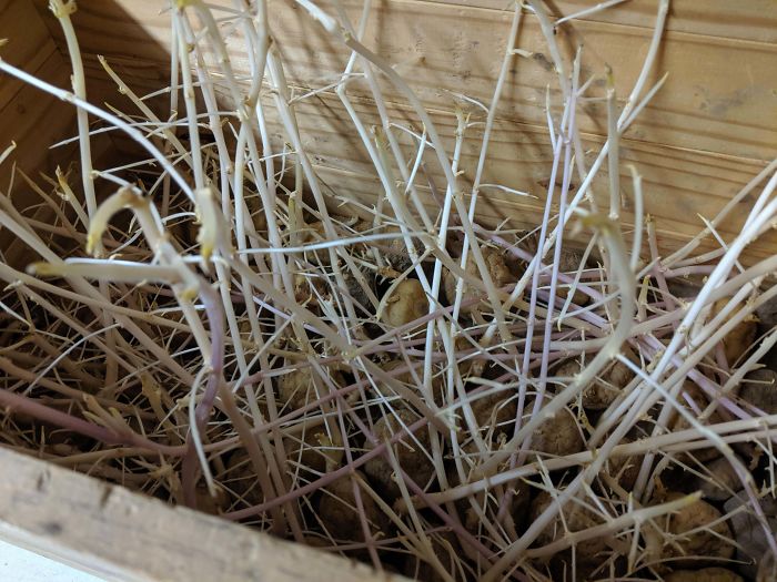 Student Returns To Her Home After Quarantine, Finds Potatoes Taking Over Her Kitchen, People Post Similar Pics Student Returns To Her Home After Quarantine, Finds Potatoes Taking Over Her Kitchen, People Post Similar Pics
