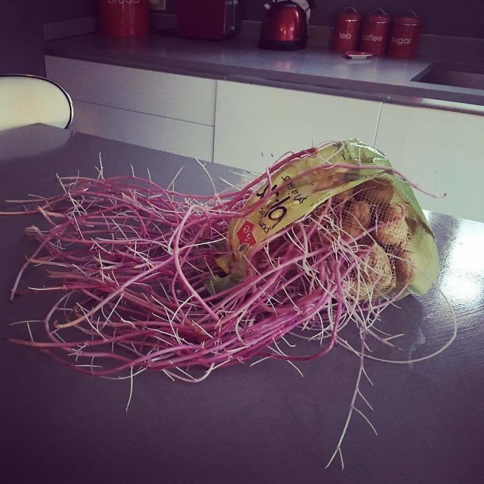 Student Returns To Her Home After Quarantine, Finds Potatoes Taking Over Her Kitchen, People Post Similar Pics Student Returns To Her Home After Quarantine, Finds Potatoes Taking Over Her Kitchen, People Post Similar Pics