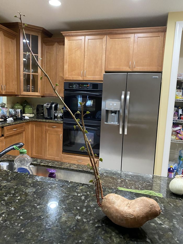 Student Returns To Her Home After Quarantine, Finds Potatoes Taking Over Her Kitchen, People Post Similar Pics Student Returns To Her Home After Quarantine, Finds Potatoes Taking Over Her Kitchen, People Post Similar Pics