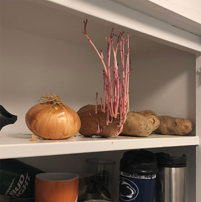 Student Returns To Her Home After Quarantine, Finds Potatoes Taking Over Her Kitchen, People Post Similar Pics Student Returns To Her Home After Quarantine, Finds Potatoes Taking Over Her Kitchen, People Post Similar Pics