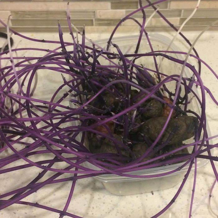 Student Returns To Her Home After Quarantine, Finds Potatoes Taking Over Her Kitchen, People Post Similar Pics Student Returns To Her Home After Quarantine, Finds Potatoes Taking Over Her Kitchen, People Post Similar Pics