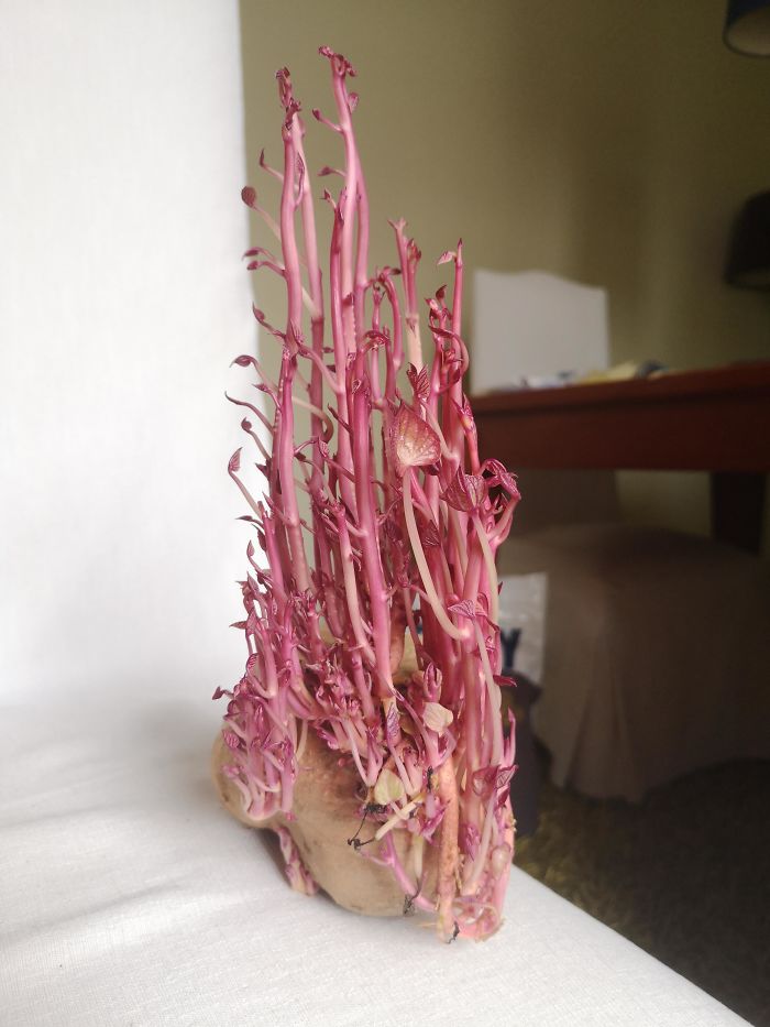 Student Returns To Her Home After Quarantine, Finds Potatoes Taking Over Her Kitchen, People Post Similar Pics Student Returns To Her Home After Quarantine, Finds Potatoes Taking Over Her Kitchen, People Post Similar Pics