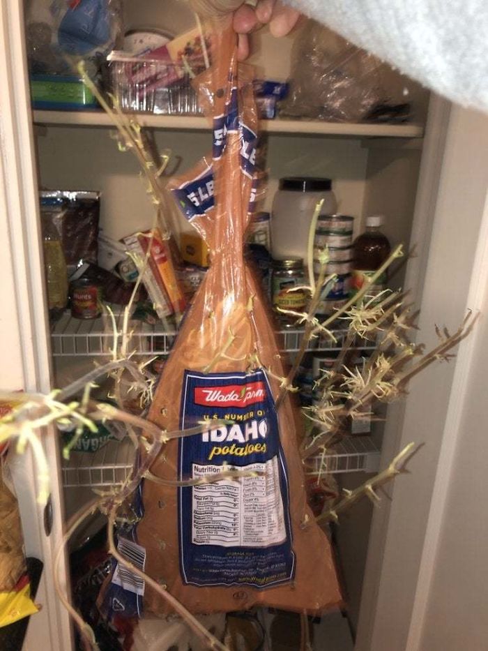 Student Returns To Her Home After Quarantine, Finds Potatoes Taking Over Her Kitchen, People Post Similar Pics Student Returns To Her Home After Quarantine, Finds Potatoes Taking Over Her Kitchen, People Post Similar Pics