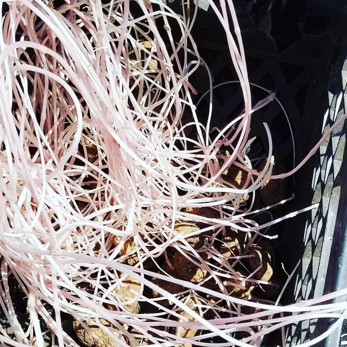 Student Returns To Her Home After Quarantine, Finds Potatoes Taking Over Her Kitchen, People Post Similar Pics Student Returns To Her Home After Quarantine, Finds Potatoes Taking Over Her Kitchen, People Post Similar Pics