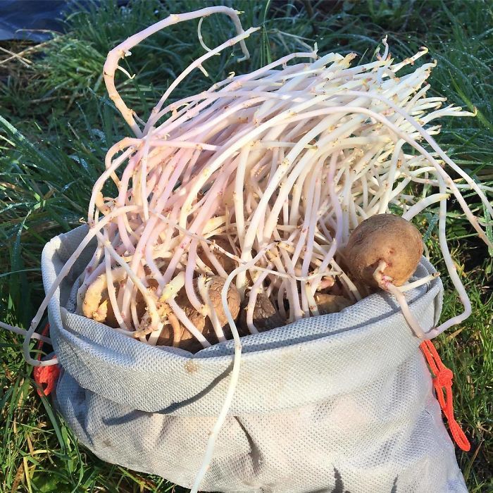 Student Returns To Her Home After Quarantine, Finds Potatoes Taking Over Her Kitchen, People Post Similar Pics Student Returns To Her Home After Quarantine, Finds Potatoes Taking Over Her Kitchen, People Post Similar Pics